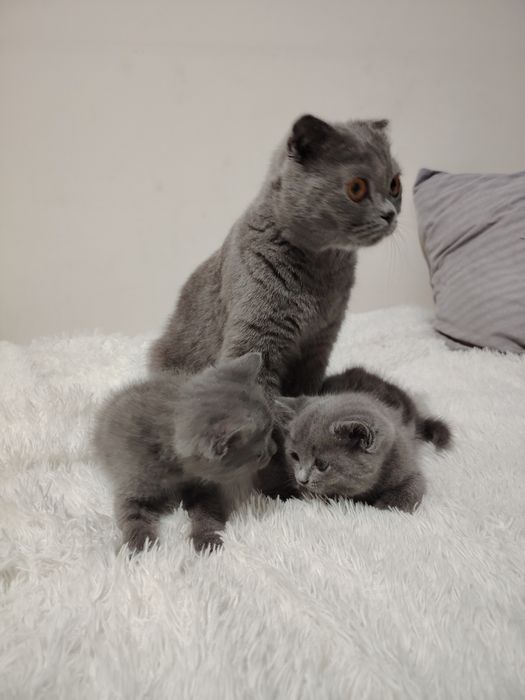 Шотландские котята