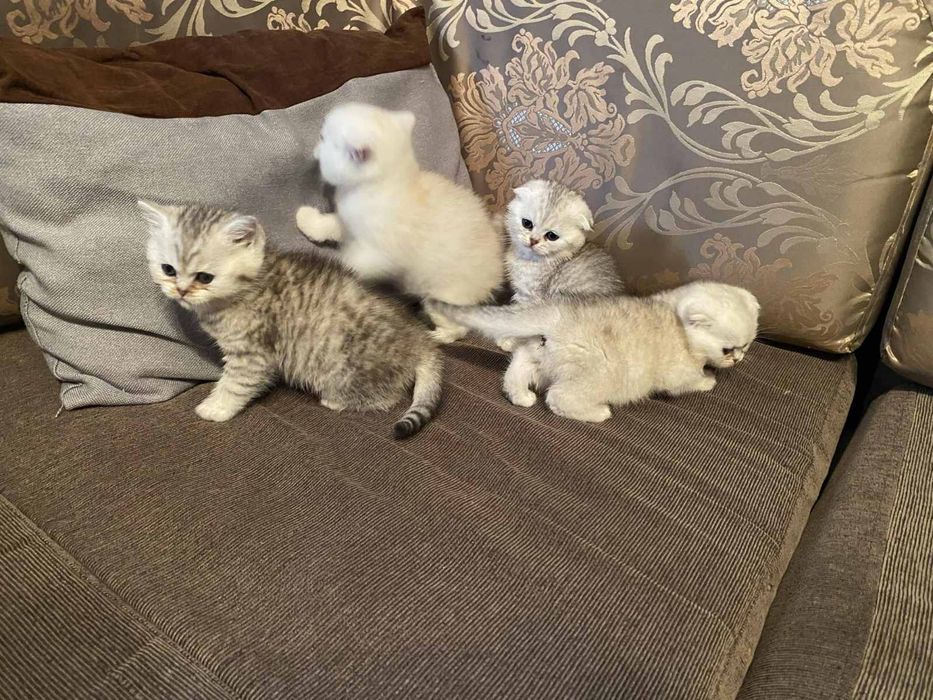 Британски сребърни чинчили