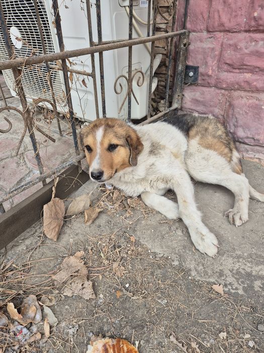 Собака, мальчик в добрые рцки