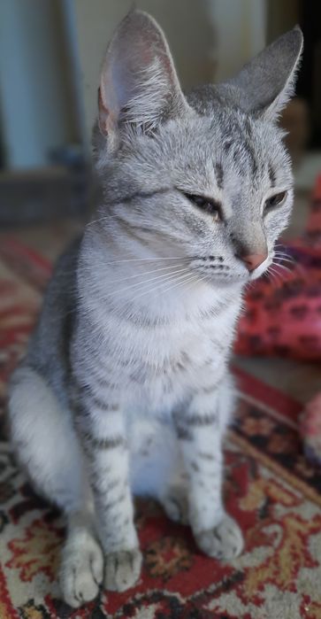 Взрослая кошка девочка