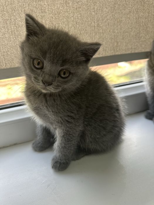 Продам породистого котенка