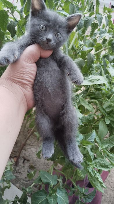 Шотландский мушук