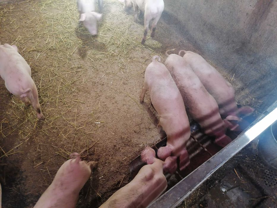 Продавам малки прасета