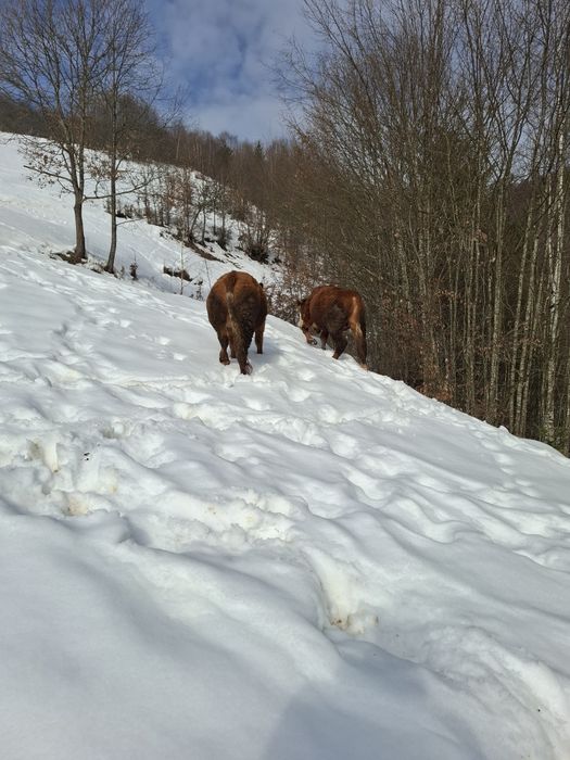 Vând junci 1 an și 6 luni