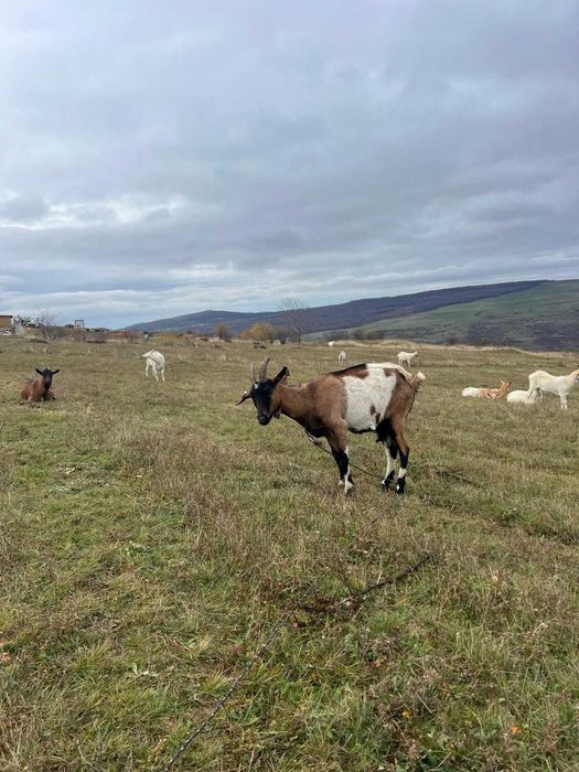Vânzare capre Pistru Farm