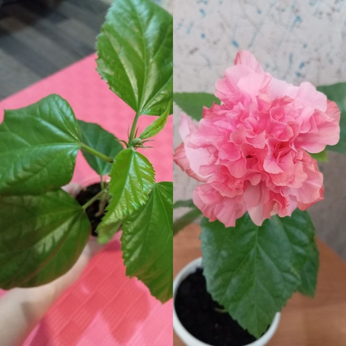 Гибискусы укоренные.