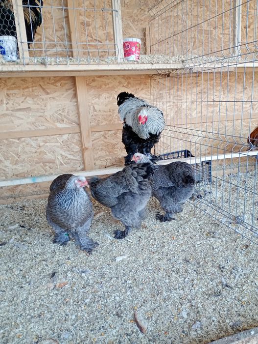 Ouă Brahma  pentru incubat