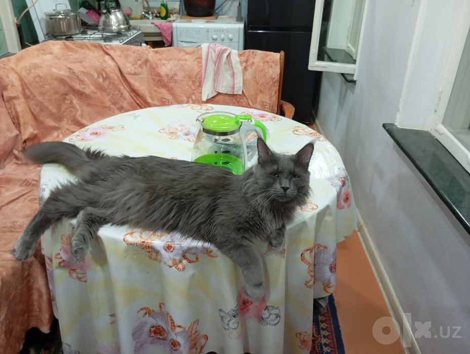 Продаются котята Мейнкун.
