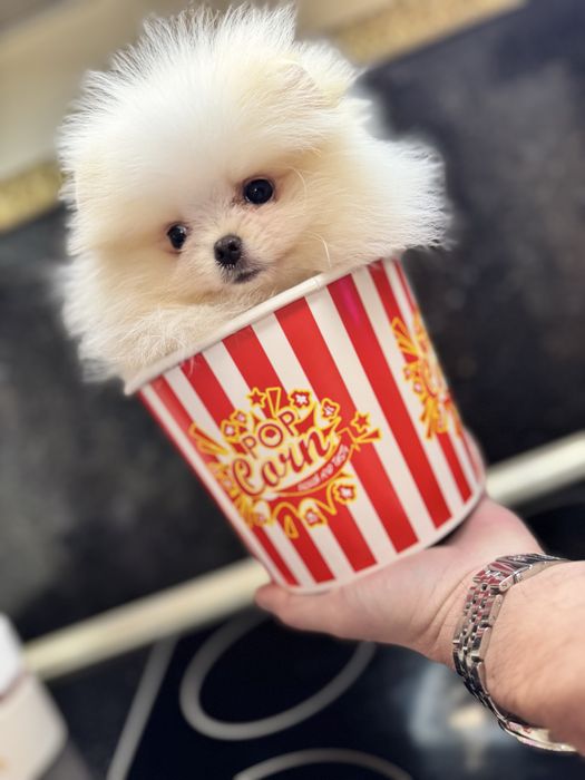 Femela pomeranian extra mics