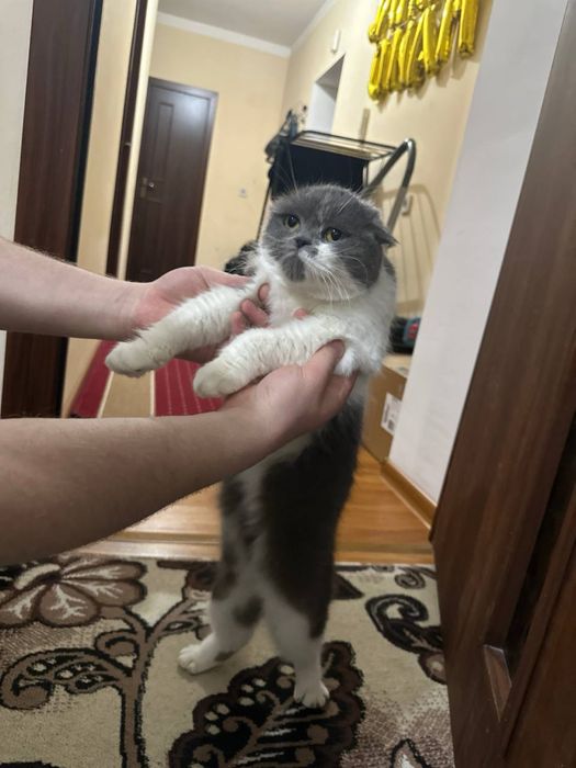 Skotsh Fold toza paroda bolalari bilan sotiladi