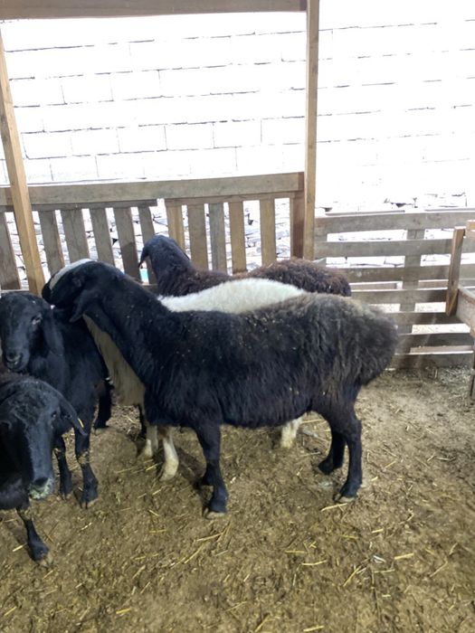 Койлар сатылады