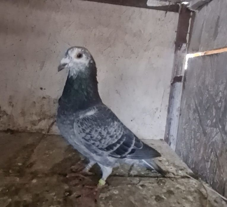 Disponibil doi mascul pentru doritori!