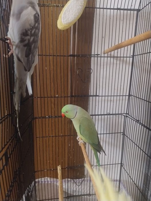 Papagal Micul Alexandru