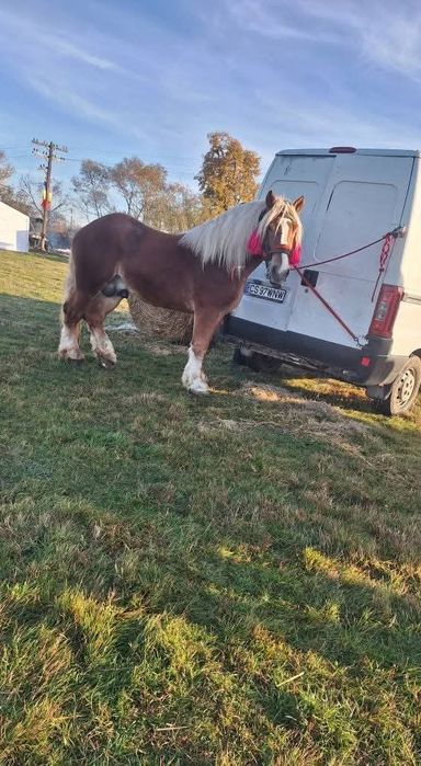 Vând armăsar de 5 ani