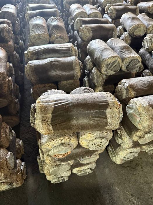 Грибы вишинки летние