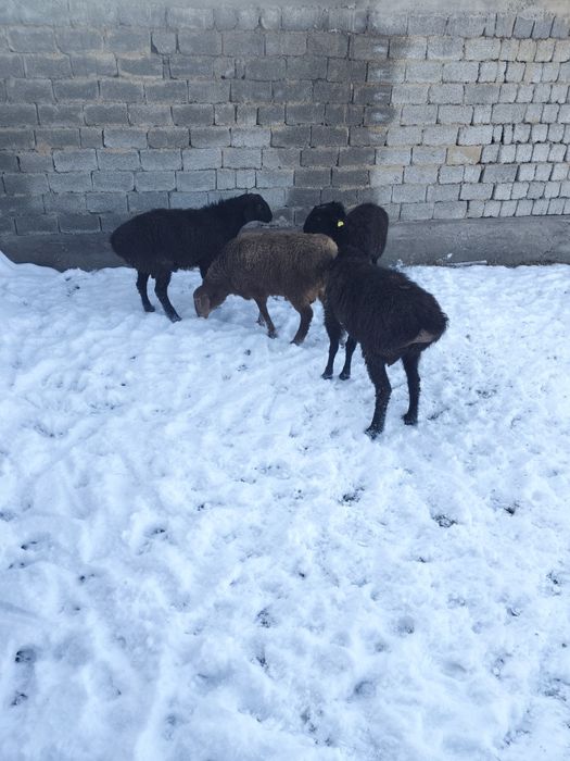 Койлар мен кошкарлар