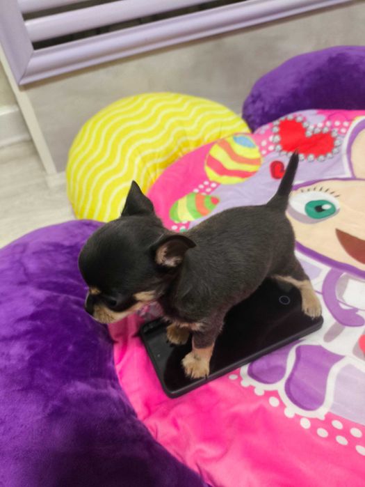 Продаётся мальчик Чихуахуа темно лилового подпалого окраса