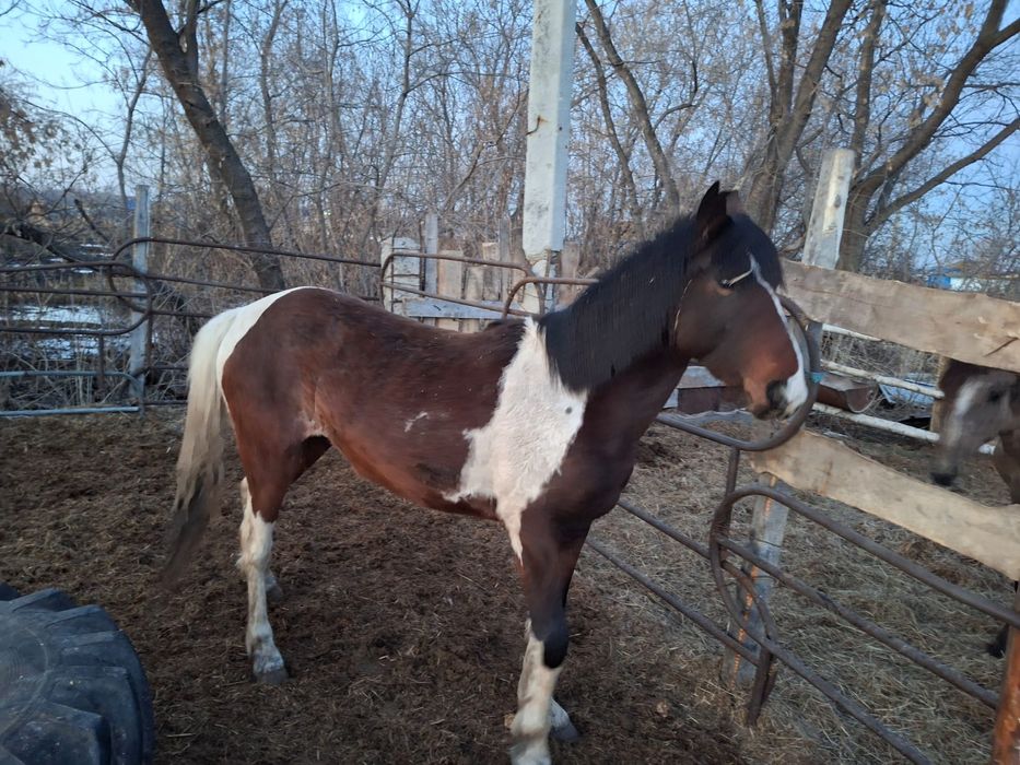 Продам двух лошадей