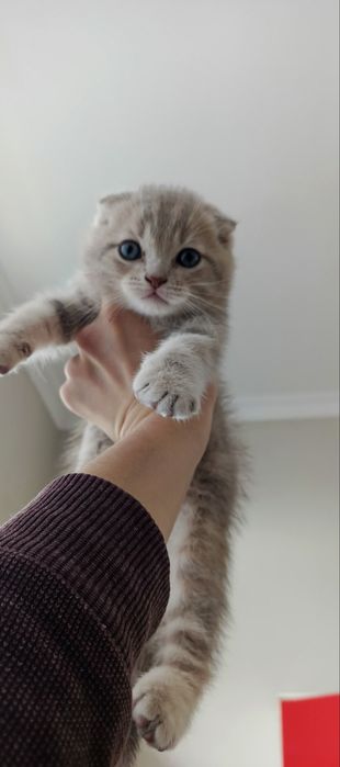 Skotish fold o’gil bolasi 2 oylik