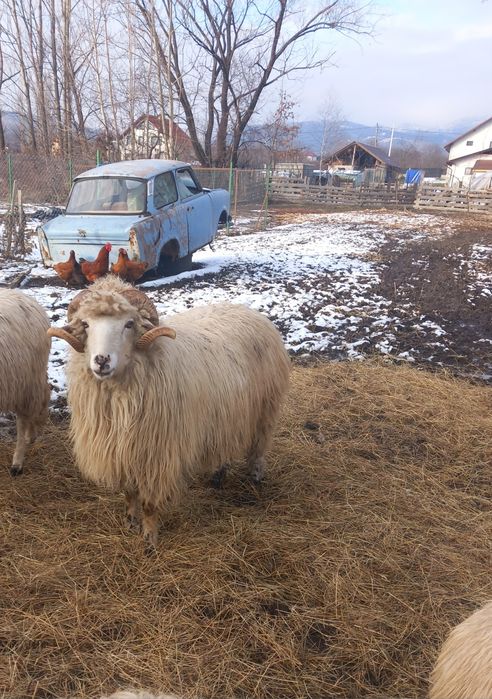 Berbec Bâl de 2 ani