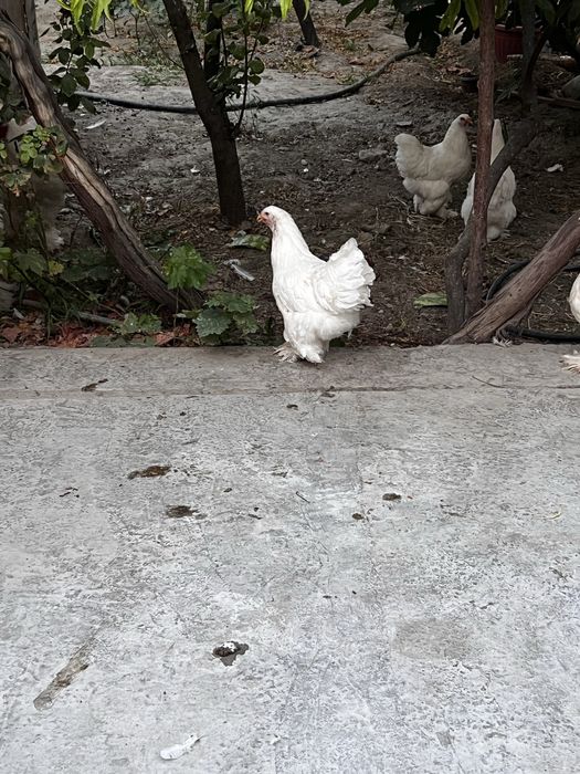 13 tavuq xoroz bramalar sotiladi optomga 13 ta bor aaaaaaaaaaaaaaaaaaa