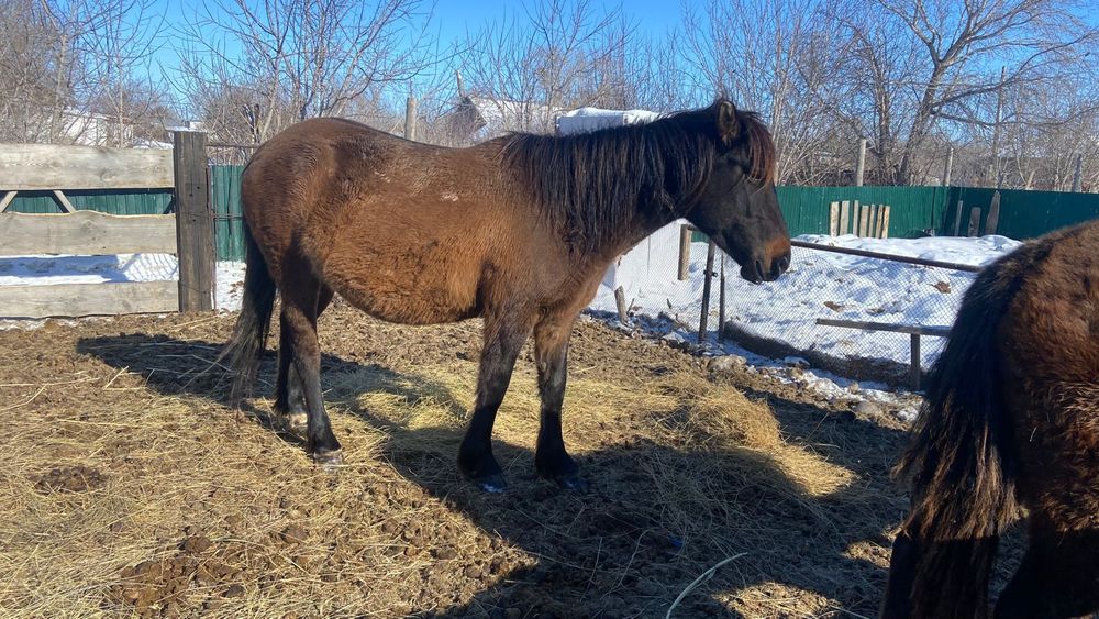 Кобыла с жеребенком