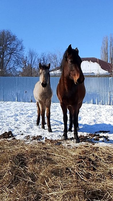 Кабыла с жеребенком