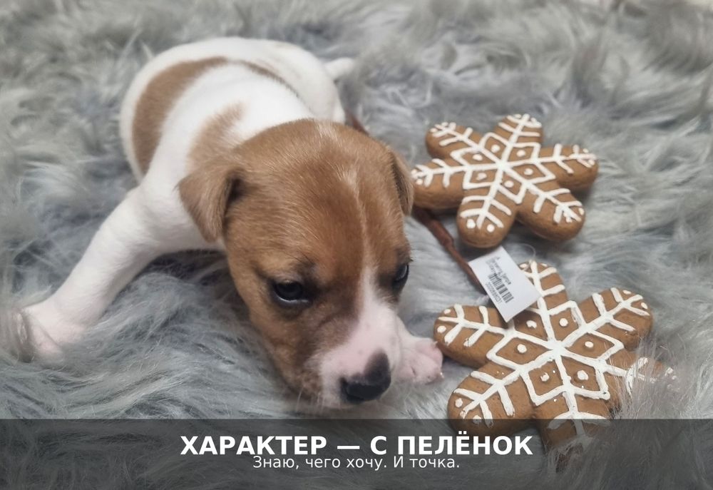 Щенки джек рассел, мальчики