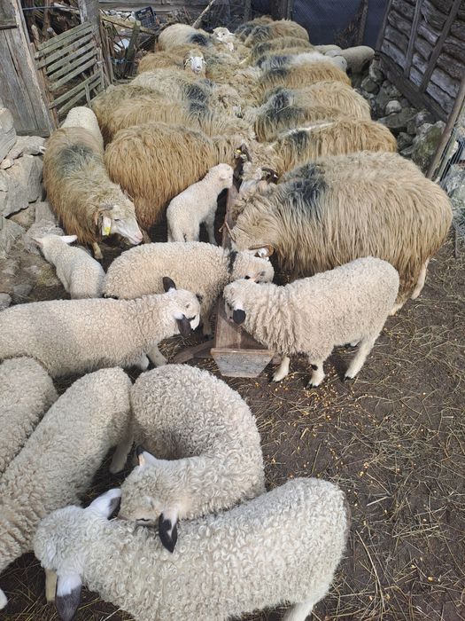 De vinzare Oii cu miei lingă ele