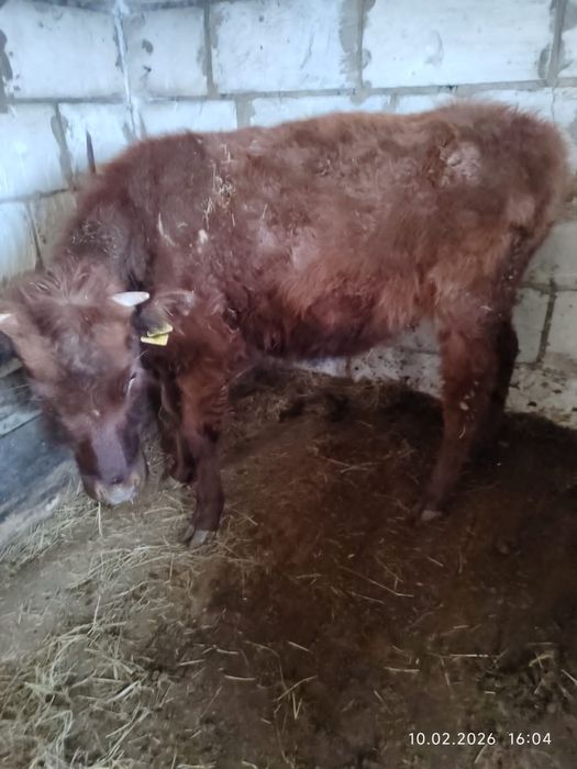 Продается теленка в Булаево