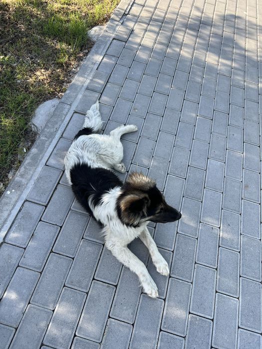 Ищу нового хозяина для собаки.