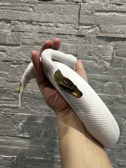 Королевский питон