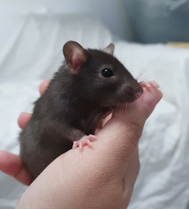 Șobolani pui femele