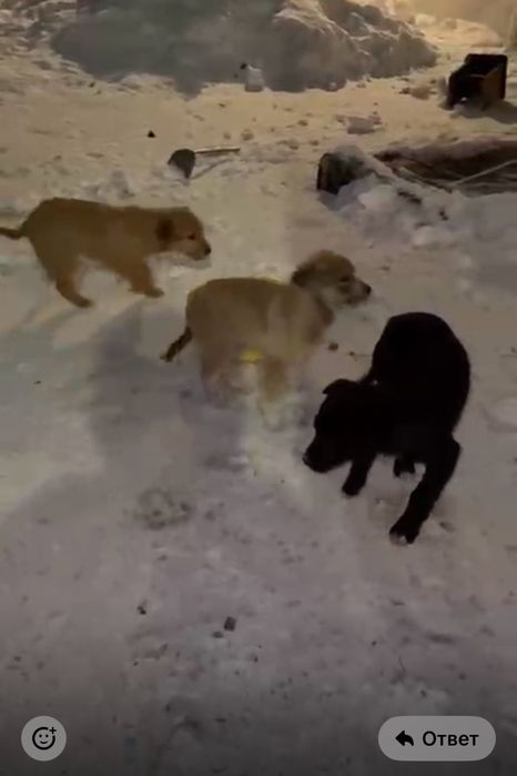 Отдам бесплатно щенят