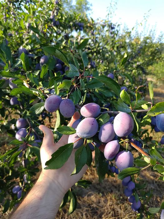 Prune de masa si gem, ofer seriozitate maxima