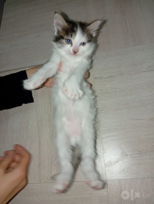 Котёнок продаётся