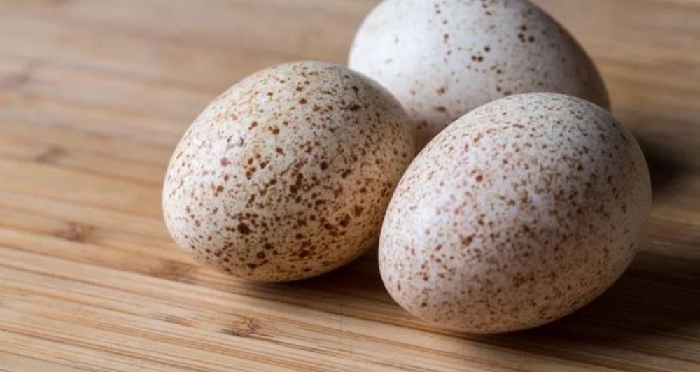 Яйца цесарки утки индюки гуси куры