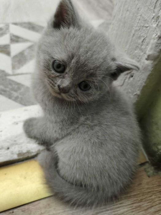 Pui de pisică British shorthair 6 saptamani