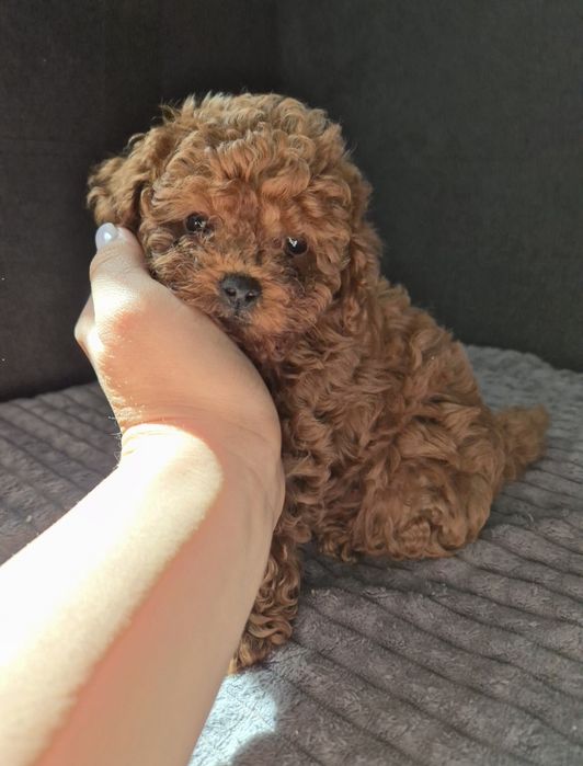 Той пудел  Poodle toy