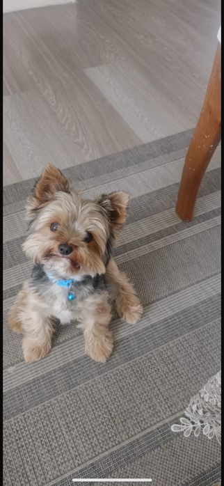 Йоркширский терьер щенок девочка