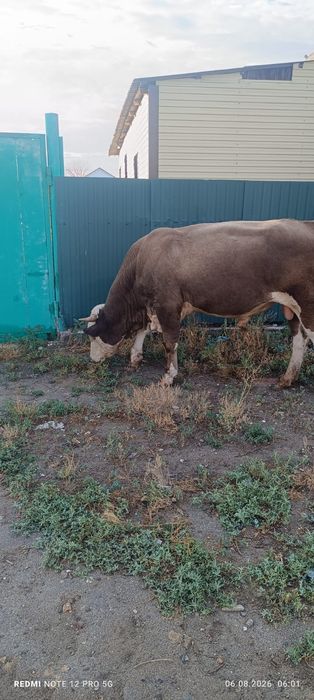 Продам быка. 2 года
