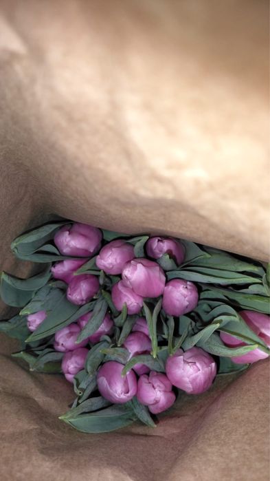 Цветы Тюльпан ОПТОВАЯ ЦЕНА