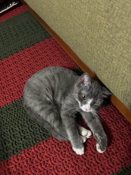 Кошка в добрые руки