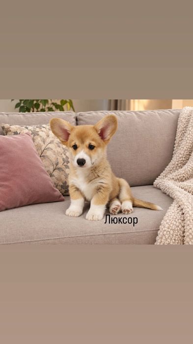 Щенки вельш корги пемброк