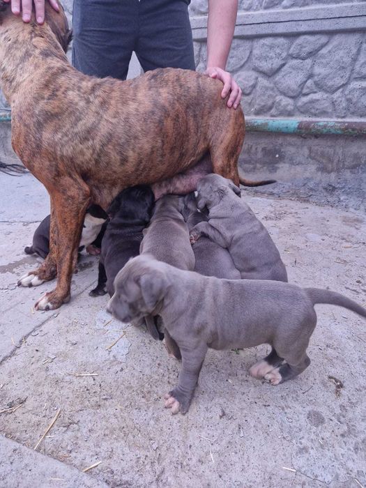 Продам щенков кубинский питбуль.