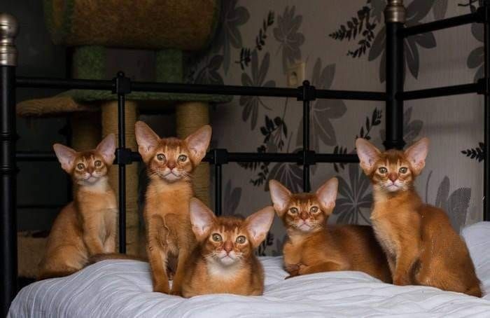 Абиссинские котята