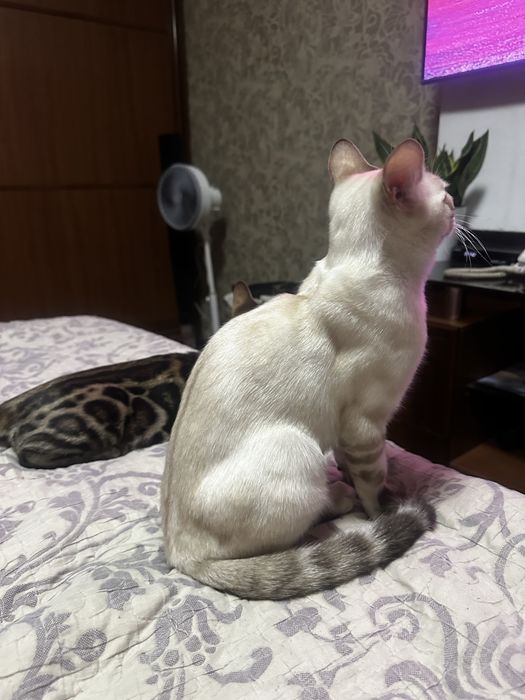 Бенгласкый котят