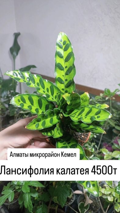 Комнатные растения