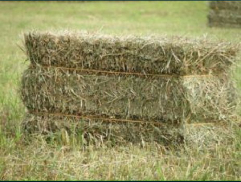 Сено с место 300