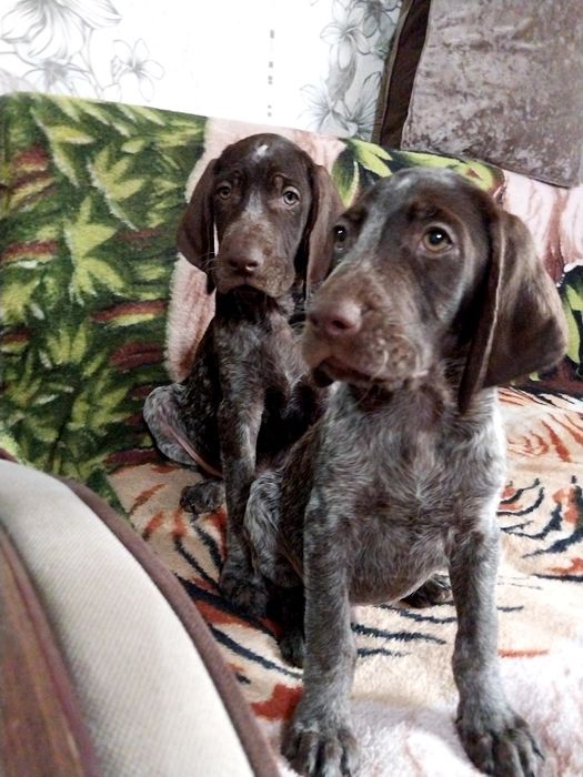 Охотники Курцхаар